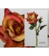 Rosa terciopelo 37 cm - 2 colores