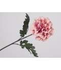 Zinnia rosa 78x13 cm