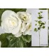 Rama begonia c/flor blanca 94 cm